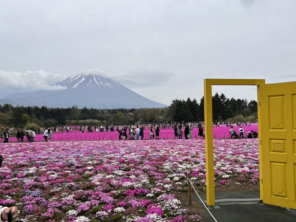 富士芝桜まつり激混み😅