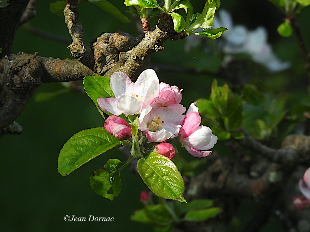 JeanDornac's tweet photo. Mini-bouquet de fleurs de pommier commun, un vrai ravissement pour les yeux... #mini #bouquet #fleurs #pommier #commun #ravissement #parc #médiathèque #Lannion #CôteArmor #Bretagne #France https://t.co/GhRYyT7EvB