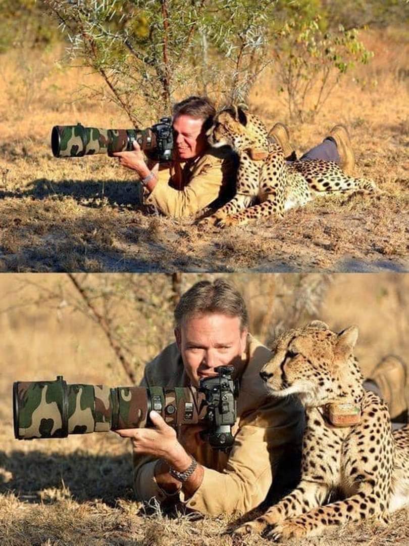 Photographer: Any good? Cheetah: Meh 🤷