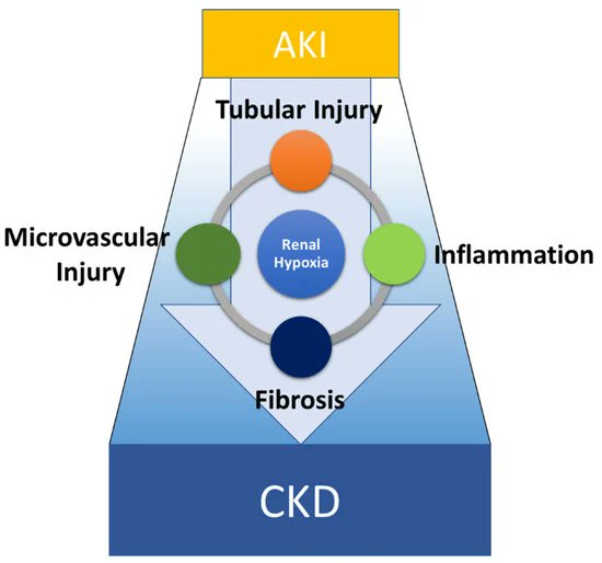 Have you had a chance to read the #HighlyCited article on our #Pharmaceuticals 

Therapies Targeting Epigenetic Alterations in Acute Kidney Injury-to-Chronic Kidney Disease Transition by Tanemoto et al.

Enjoy reading:
mdpi.com/1424-8247/15/2… @MDPIBiologySubj