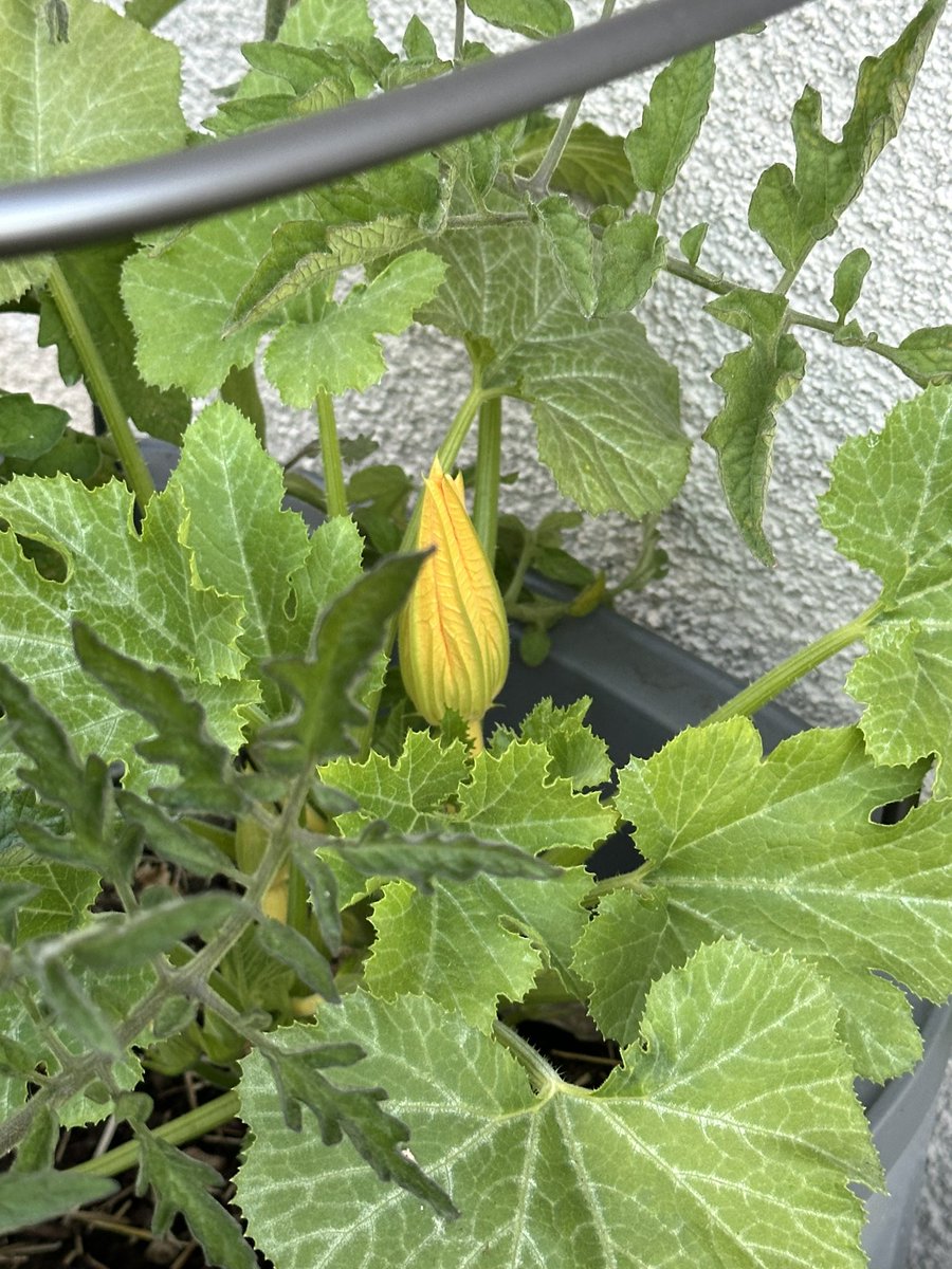 Zucchini flower! So exciting!