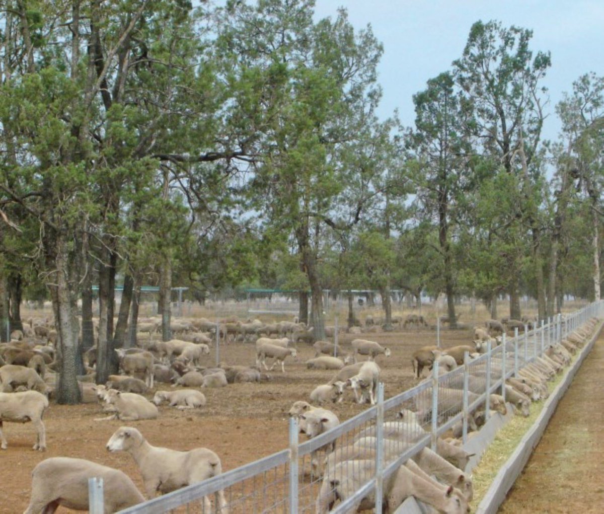 Pilot Project Stock Containment Feeding to Boost Business Performance and Resilience saw 2 successful workshops held, now the participants can access 1:1 support learn more sfs.org.au/article/stock-… @FRRR_Oz @VicHub_Drought