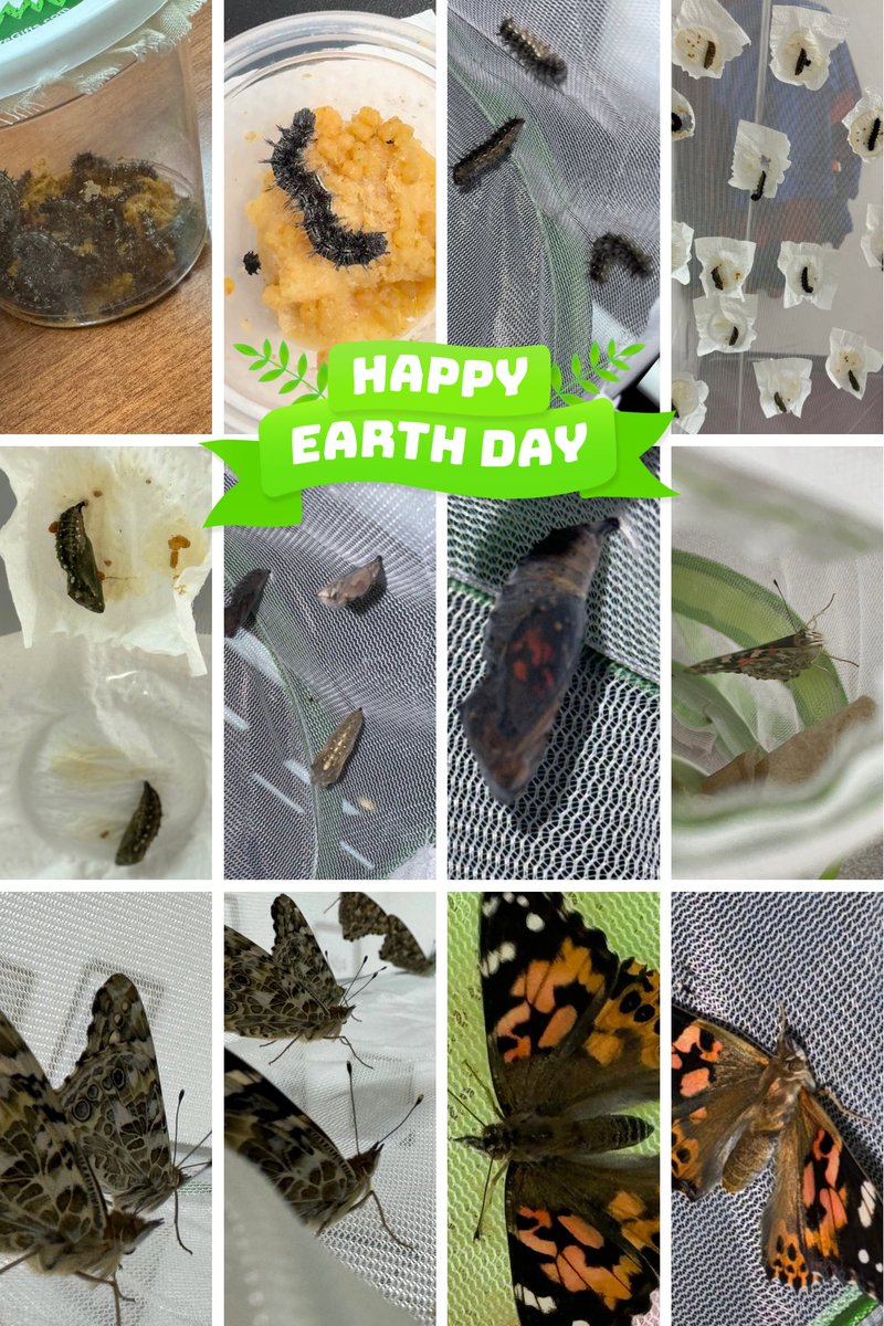 This past week, RHE students and staff celebrated Earth Day by releasing over 50 butterflies.  Every classroom had the opportunity to see the butterfly life cycle.  #earthday #everyonematters #everyonecounts #rheistheplacetobe