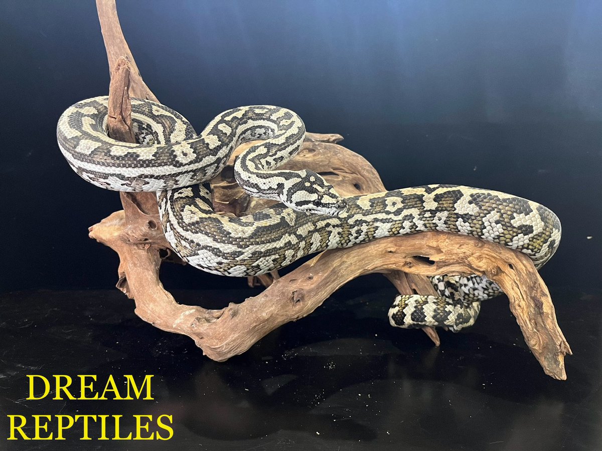 DREAM_REPTILES_ tweet picture