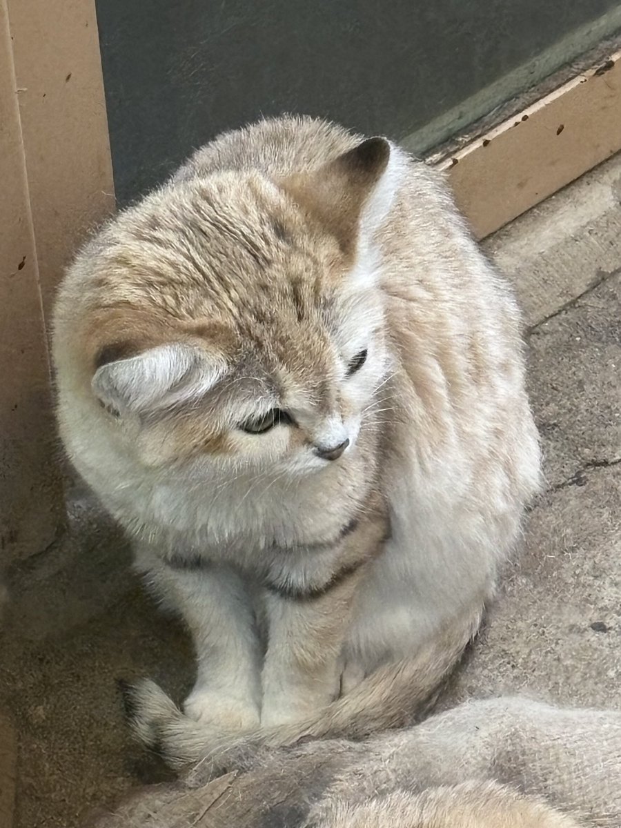 #sandcat
#cat 
#スナネコ
#ネコ🐈
#埼玉県こども動物自然公園
😊❣️