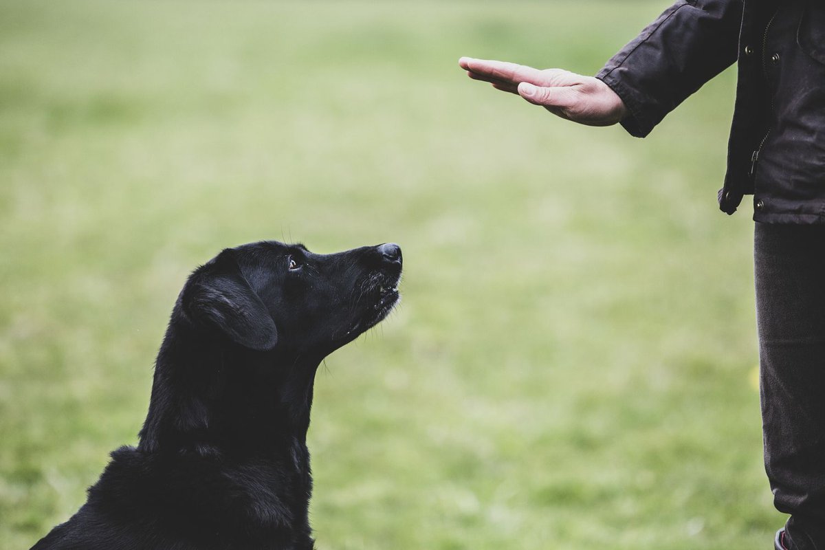 Dog Training Tip: Only greet your dog when all paws are planted firmly on the ground! This will help avoid the jumping habit.🐾
#dogtraining #puppytraining @dogtrainingweekly @cesarmillan