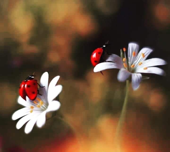 Günaydın ☀️♥️ İyi haftalar