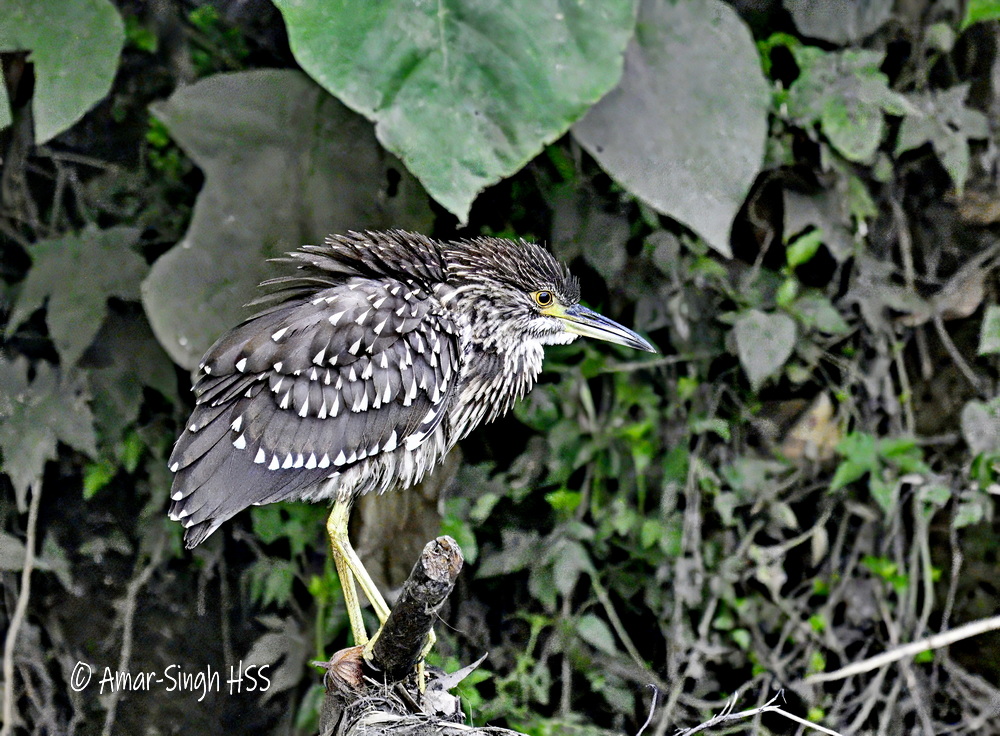 Black-crowned Night Heron (Nycticorax nycticorax), juvenile #BirdsSeenIn2024 #Ipoh #Perak #Malaysia @Avibase @orientbirdclub @IndiAves