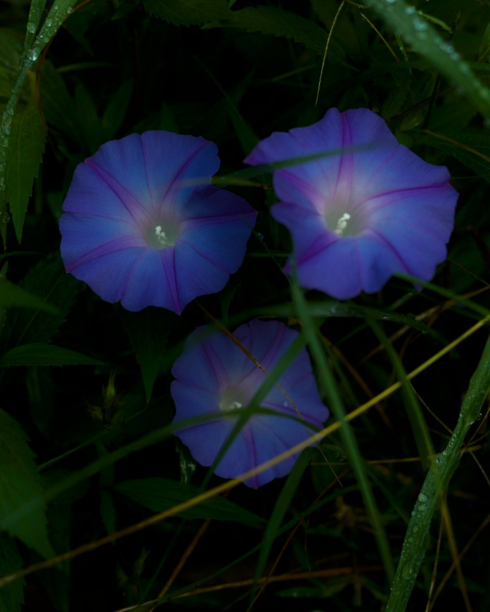 Je vous souhaite un bon lundi avec ma photo de liseron bleu 📷🇷🇪 #pourtoi #foryou #FYP #Flowers #flowerphotography #flower #FlowersPhoto #photograghy #photooftheday #canon #love #nature #NatureBeauty #beautiful #beauty