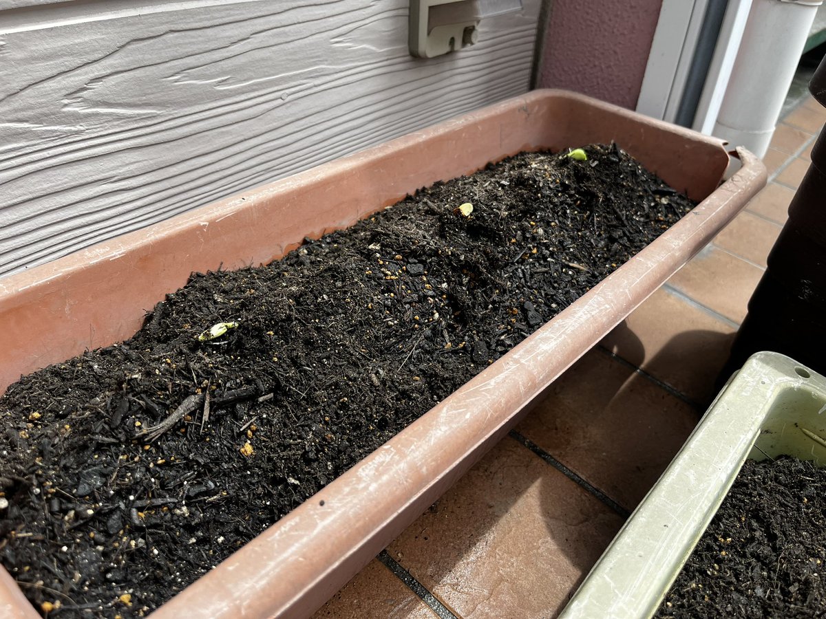 さてさて　今年のゴーヤははどこまで育つかな？