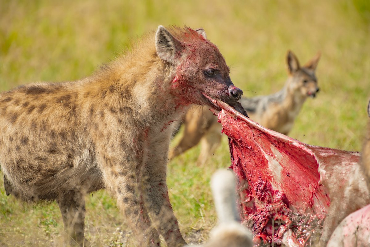 Nature's ultimate cleaning machines - the Spotted Hyena | Masai Mara | Kenya #natgeoru #spottedhyena #hyenas #wildlifeeducation #maasaimaranationalreserve #hyena #visitkenya #bownaankamal #nikonwildlife #jawsafrica #visitafrica #jawswildlife #kenyawildlife #wildlifeafrica…