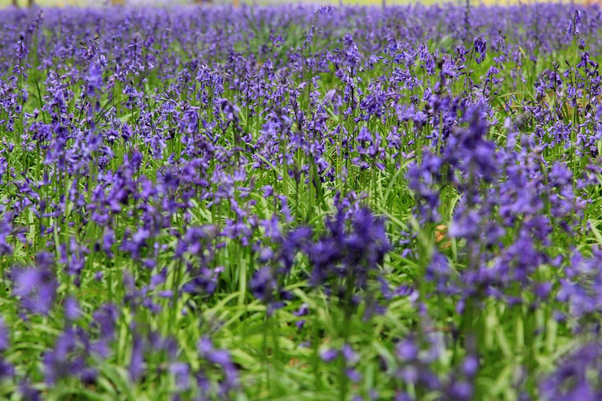 Bluebells are carpeting the forest floor. Ebernoe Common, north of Petworth, is one of the best places in the National Park to experience the spectacle. 📷 Rebecca Saunders #SouthDowns #Spring