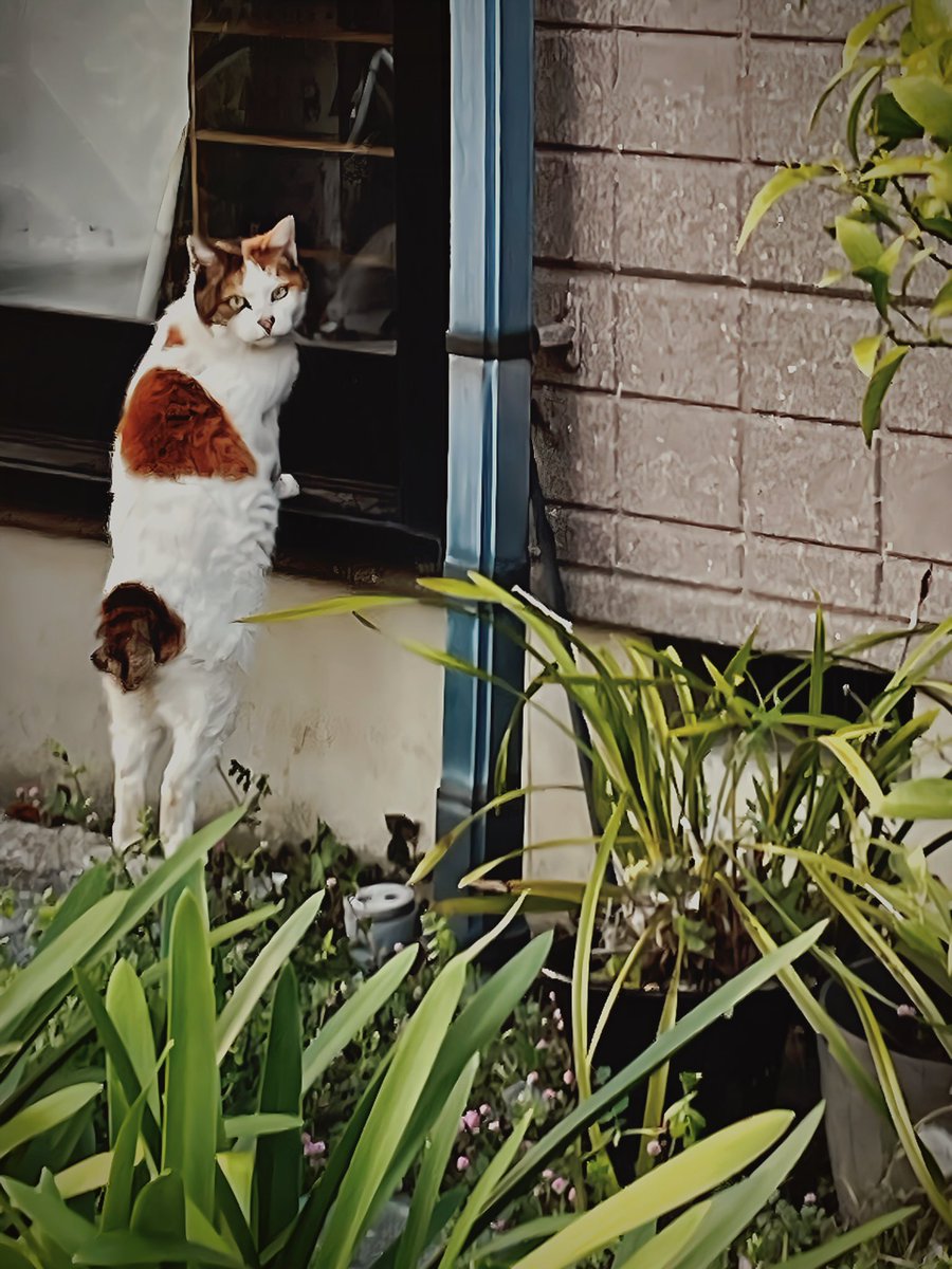 どうしたら入れるかな？

#撮って出し #シッポ追い #tailchaser #猫 #ねこ #ネコ #cat #cats #猫写真 #東京猫 #外猫 #地域猫  #ねこ部 #まちねこ  #ネコスタグラム  #猫好きさんと繋がりたい  #nekostagram #catstagram #猫咪 #straycats #streetcats #catsofinstagram #gato #katze #고양이