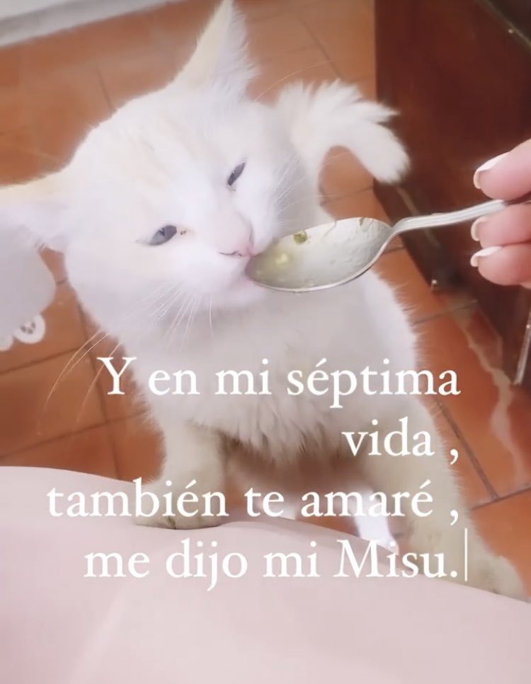impolomalenpe's tweet photo. @Tiofelino Hola!!! 
Soy Misu  un gatito muy
especial y amado por mi
Madre Pina https://t.co/IcPr2Tg9LL