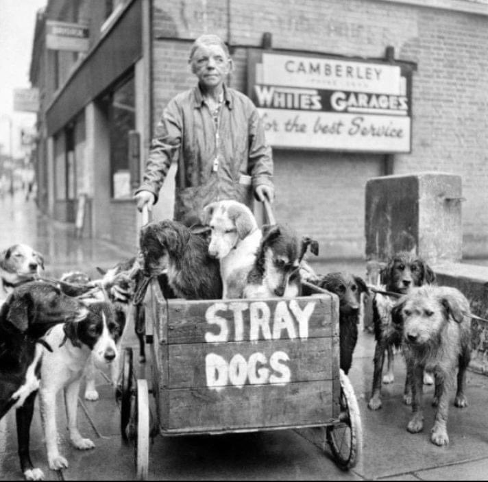 Der Engel von Camberley - Kate Ward, die über 600 streunenden Hunden ein neues Zuhause gab 

Camberley Kate, geboren als Kate Ward am 13. Juni 1895 in Middlesbrough, wurde zu einer wahren Heldin für streunende Hunde in Camberley, England.  

Trotz einer schwierigen Kindheit, die