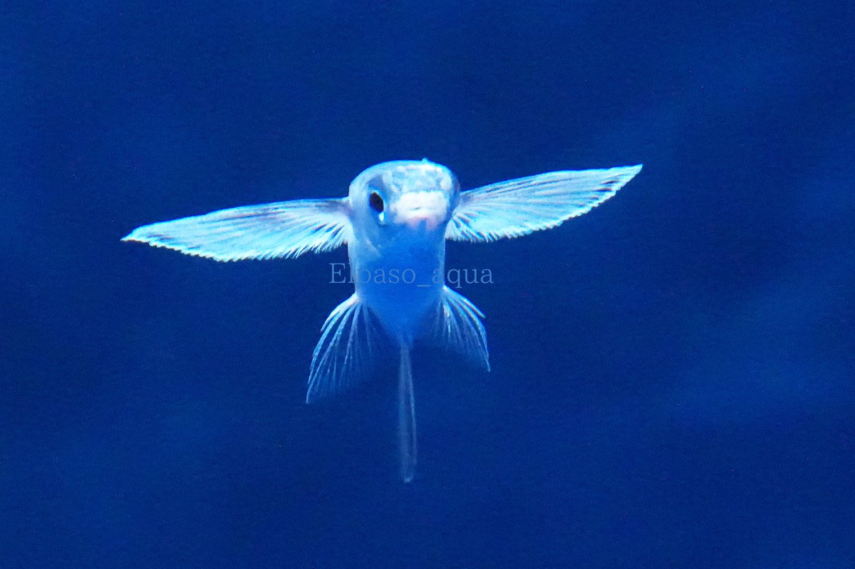 #アクアス で見るトビウオは格別に綺麗だし水中を飛んでる姿が見れます。