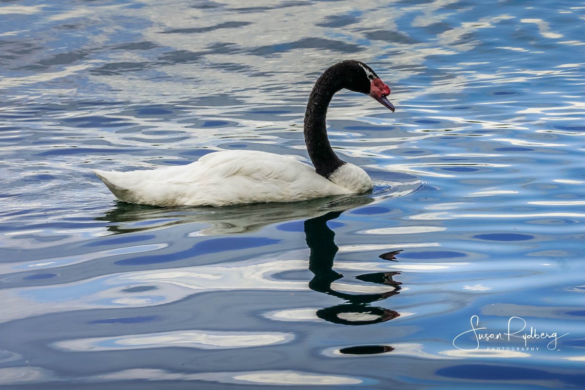 Beautiful Black-necked Swan  #bird #BirdsSeenIn2024 #Birdland📷📷📷#birdphotography #photooftheday #birding #BuyIntoArt #swan #wow #NaturePhotography #water #reflection #lake