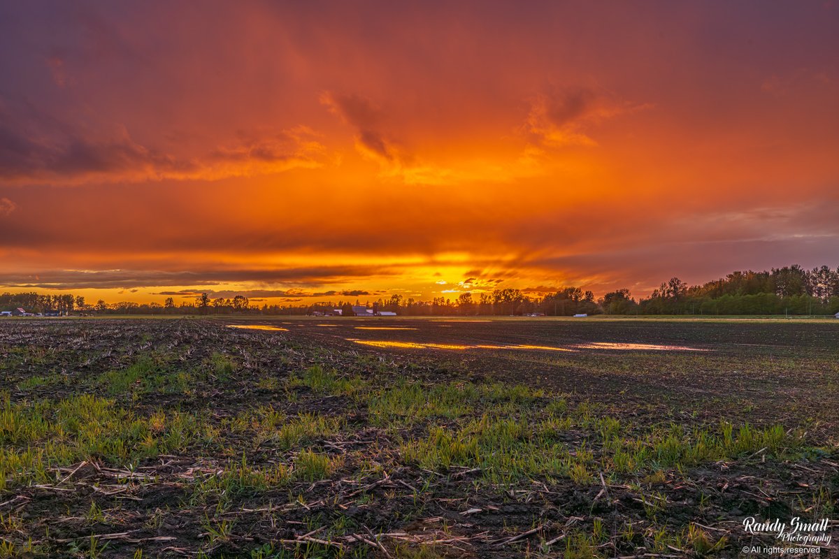 Tonight's amazing sunset from Hannegan Road near Lynden, WA! #wawx #pnw