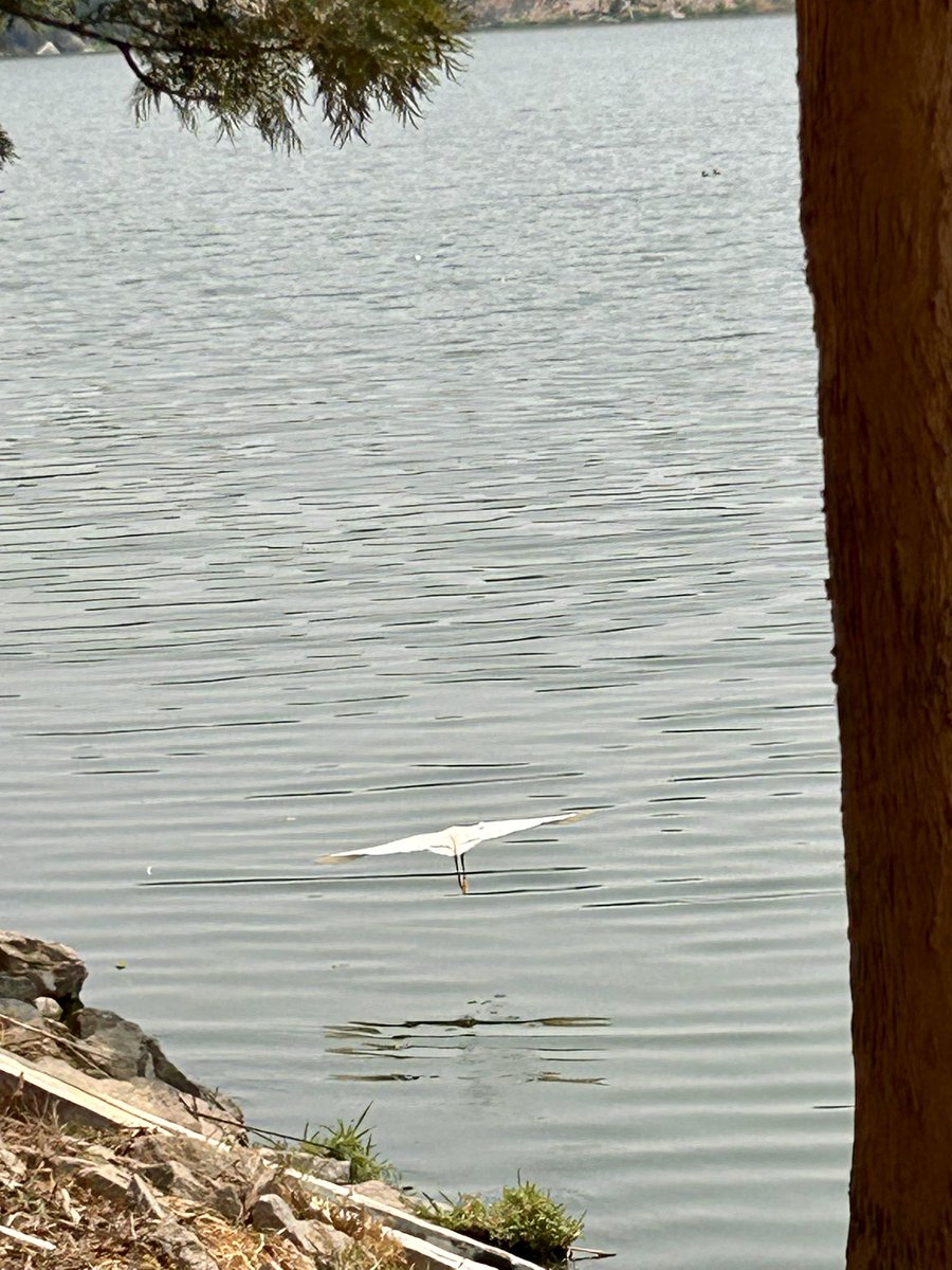 A Little Egret in flight.