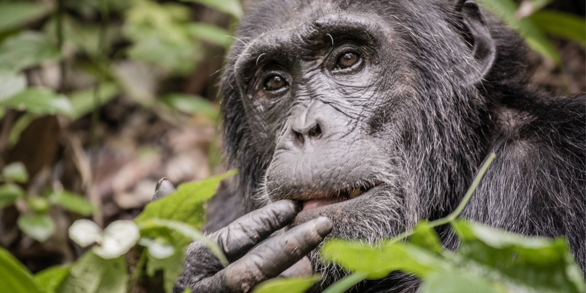 新たなパンデミックの引き金？栄養不足のチンパンジーがコウモリの糞を食べる事象を確認
nazology.net/archives/149176

米UWはウガンダのチンパンジーらが栄養不足を補うためコウモリの糞を食べているのを発見。コウモリの糞には様々なウイルスが含まれるため、新たなパンデミックの引き金となる恐れがある