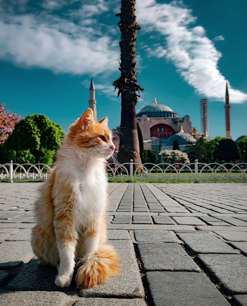 Captured a moment of serenity amidst the grandeur of Hagia Sophia, with a furry friend stealing the spotlight. 🐱✨ Photo : hamit_gozen