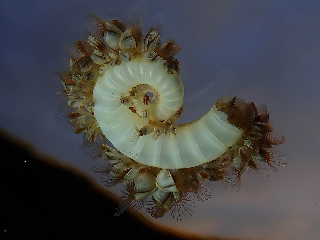 Feeling a bit crusty after the weekend? Spare a thought for this Spirula spirula shell, encrusted with goose neck barnacles. ⁠ ⁠ 📷️: Peter Salt, Murramarang, Bawley Point.⁠