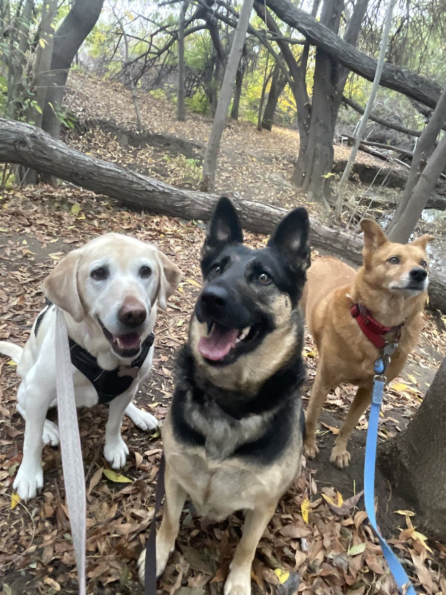 These are my three rescue pups. They are not perfect, have had abusive pasts, and do not always behave. Would I consider murdering them, because they did not meet my expectations? Never!@KristiNoem killed a baby, who may have found love with another family. This sickens me.