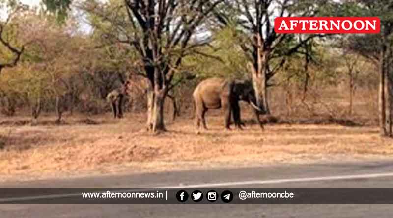 Wild elephants wandering in search of water in Sathyamangalam
Read more: afternoonnews.in/article/wild-e…
#digitalnews #NewsOnline #LocalNews #TamilNews #TNNews #epaper #facebooknews #instanews #afternoonnews #wildelephants #wanderinginsearch #ofwater #insathyamangalam #erodenews
