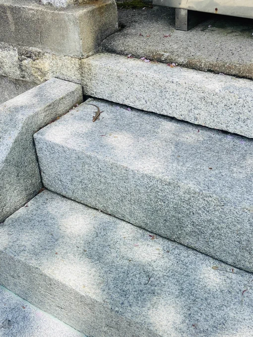 倶利伽羅不動寺の倶利伽羅龍ならぬ、 倶利伽羅蜥蜴