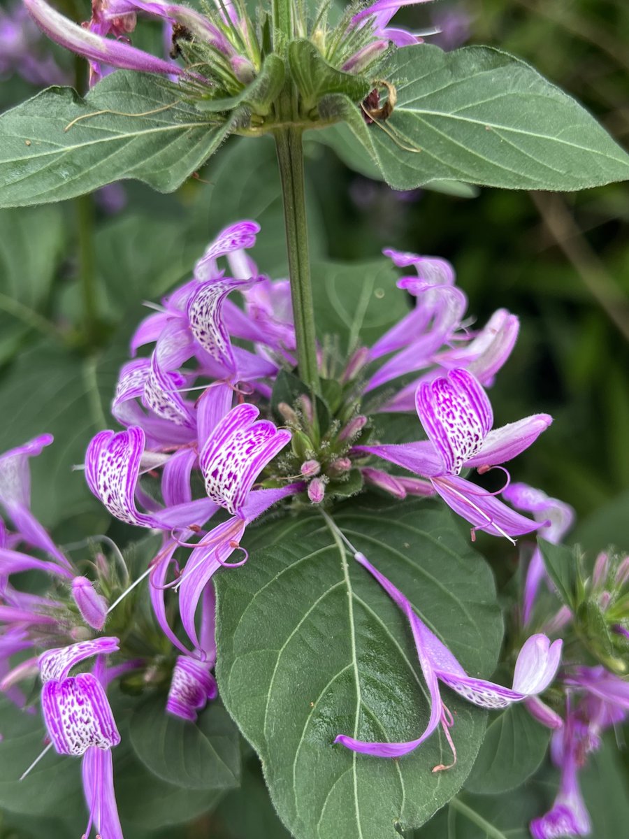 This ribbon bush (Hypoestes aristata) for #MagentaMonday and the start of a new week 💜🌸🐝 #flowers #wildflowers