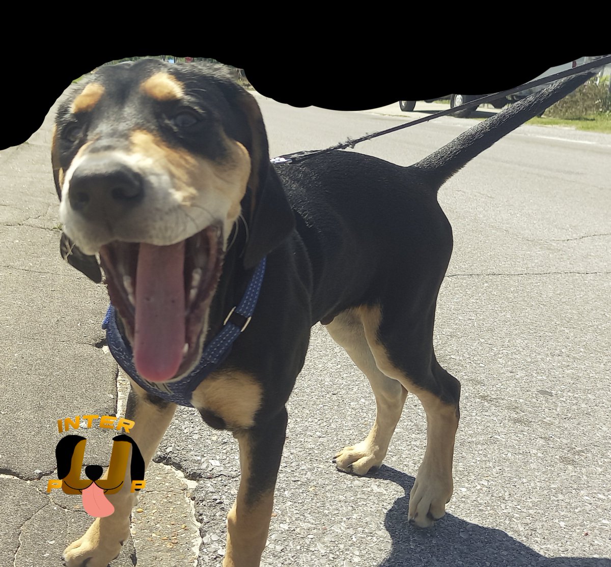 Happy hound on the go! | James Bean

#InterPup #JamesBean #Puppy #Pup #Dog #PuppyPictures #Beagle #Coonhound #BlackandTan #BlackandTanCoonhound #doggy #pet #mydog #doglover #pupper #bark #spoiled #dogstagram #dogsofinstagram #puppiesofinstagram #doglife #dogs #ilovemydog