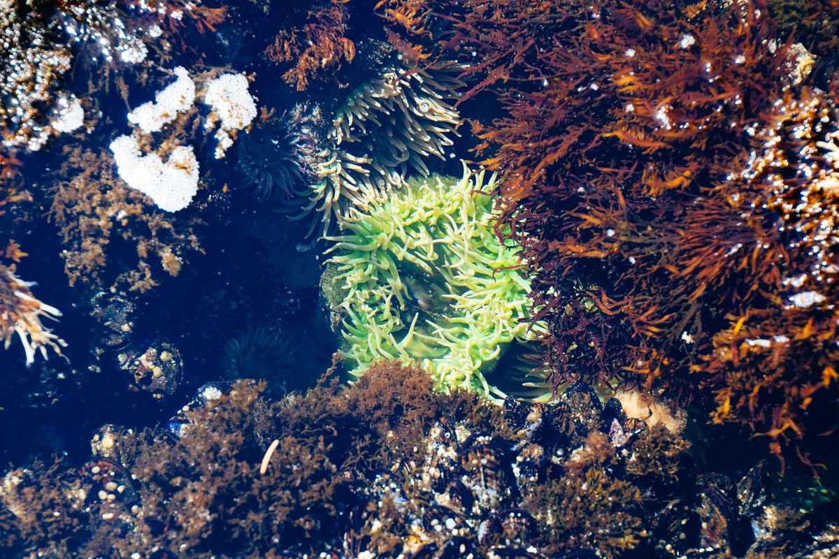 The world's largest ever coral reef restoration project just launched! 
Let's protect our oceans and preserve marine life for future generations! 
#CoralRestoration #SaveOurReefs #OceanConservation #TwitterTrends #TrendingOnTwitter #ViralContent #DreamBig #Inspiration #Motivation