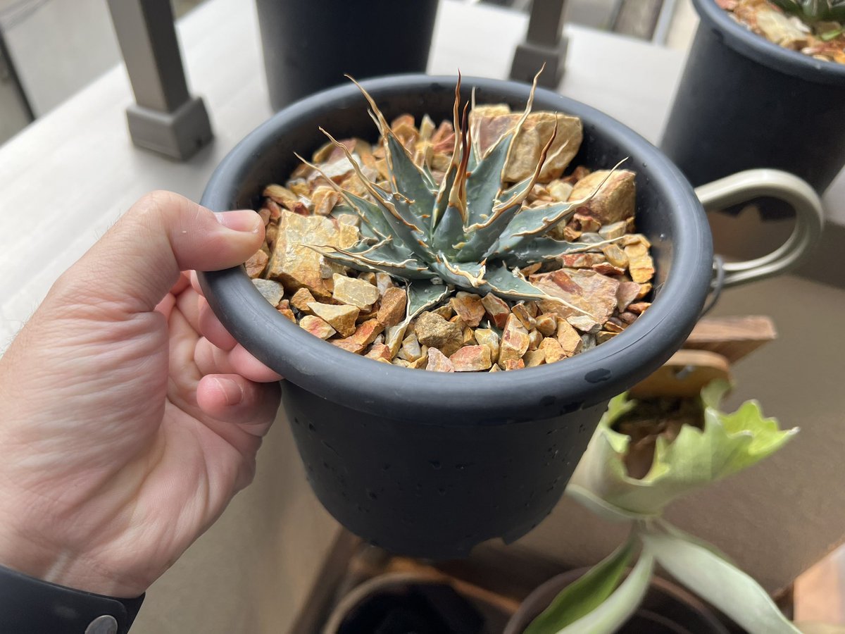 boolean_iwata's tweet image. 大きくなあれ🫶