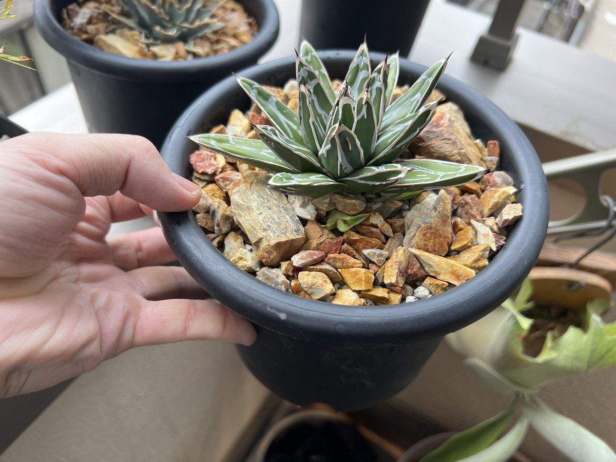 boolean_iwata's tweet image. 大きくなあれ🫶