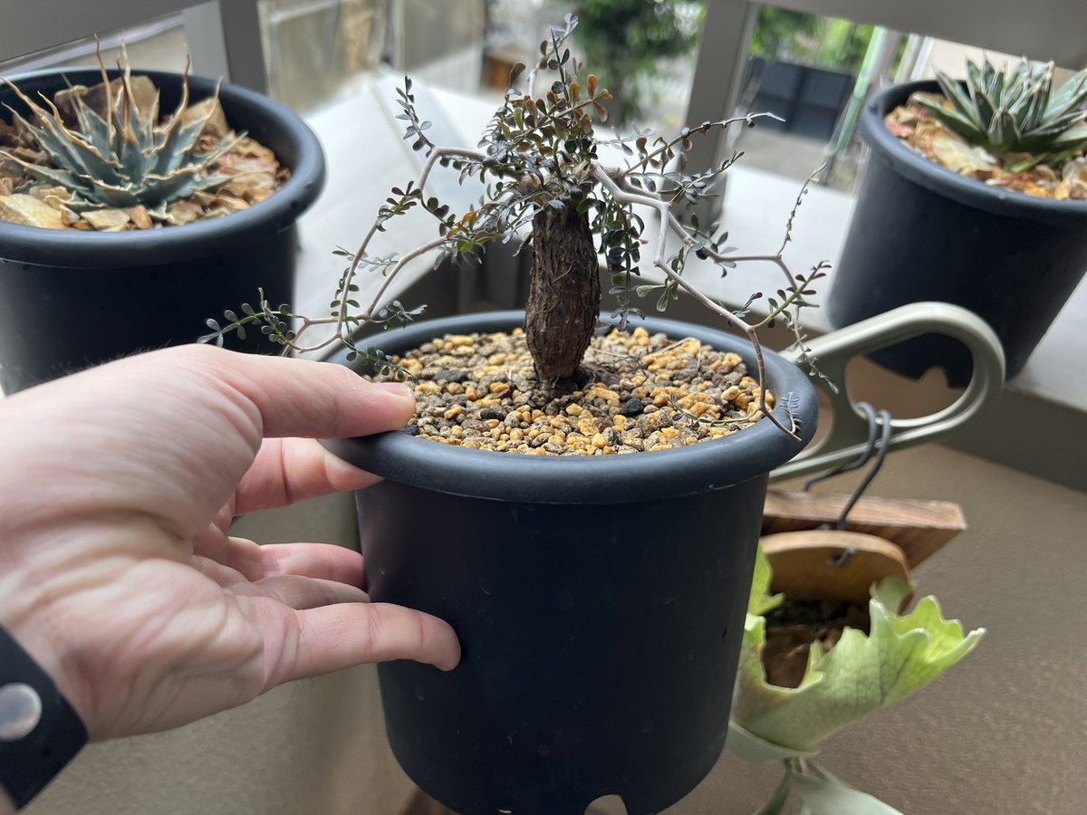 boolean_iwata's tweet image. 大きくなあれ🫶