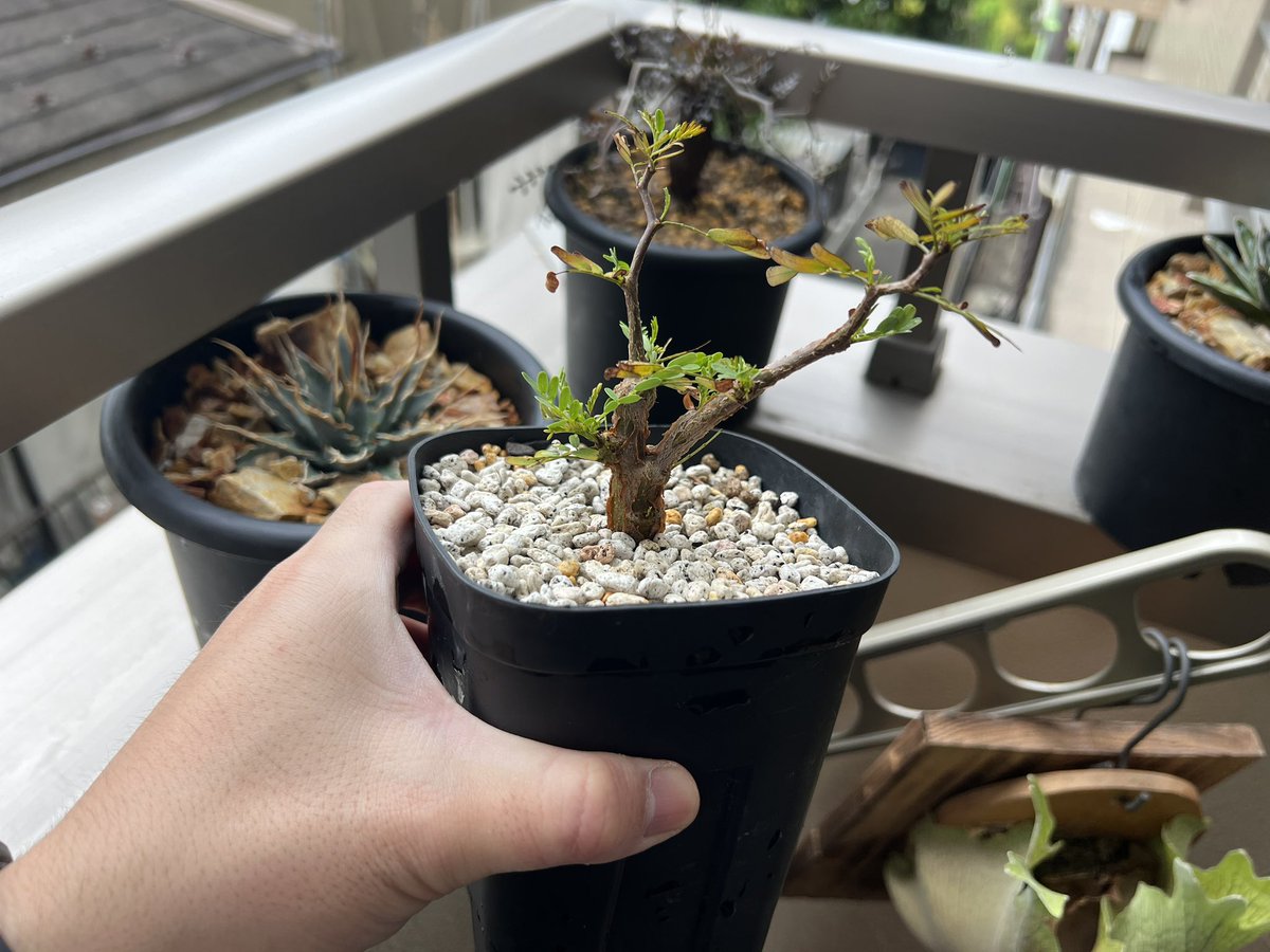 boolean_iwata's tweet image. 大きくなあれ🫶