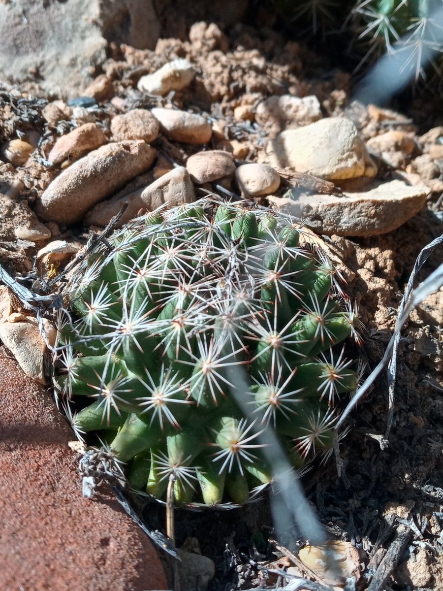 This has to be the most friend shaped cactus I've ever seen

Spinystar (Escobaria vivipara)