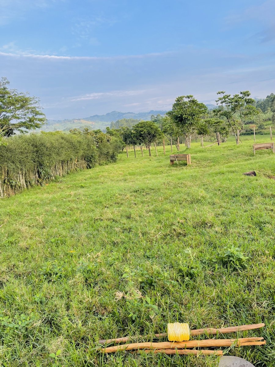 Setting up a simple zero grazing structure for 10 cows 🐄. Stay tuned 🙏