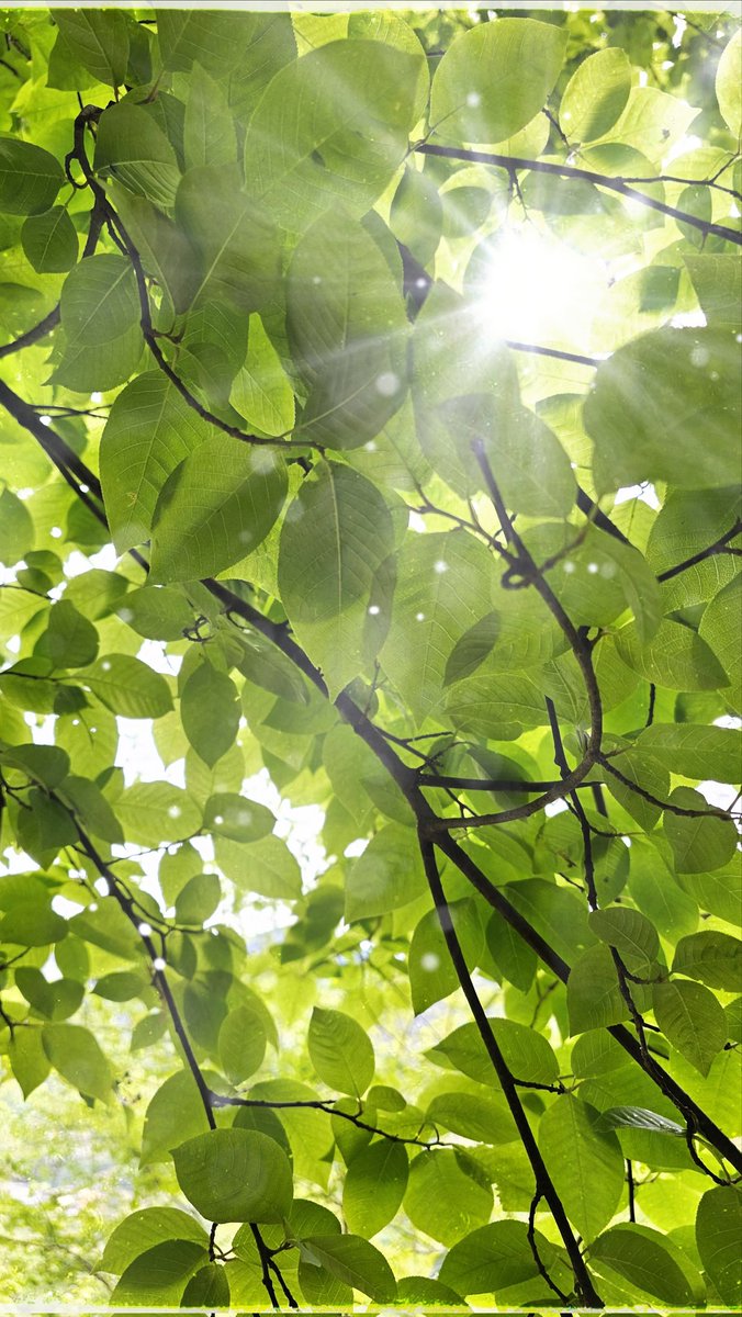 🍃
B u o n g i o r n o  ...
G○○d M○rning anime 💚
Caffè insieme poi partiamo ☕️☕️
#29aprile #NaturePhotography #nature #goodmorning #GoodMorningEveryone #buongiorno