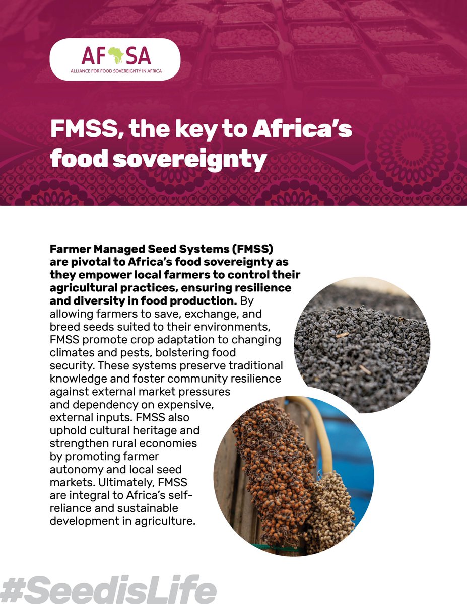 The key to Africa’s Food Sovereignty. 🌱

—Farmer Manager Seed Systems(FMSS)

#SeedIsLife | #MaSemenceMaVie