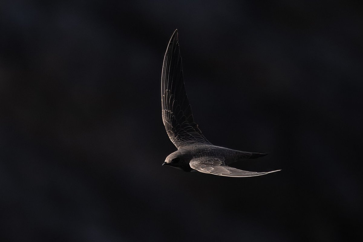 Alpine Swift by first light. A technically challenging shot 😳