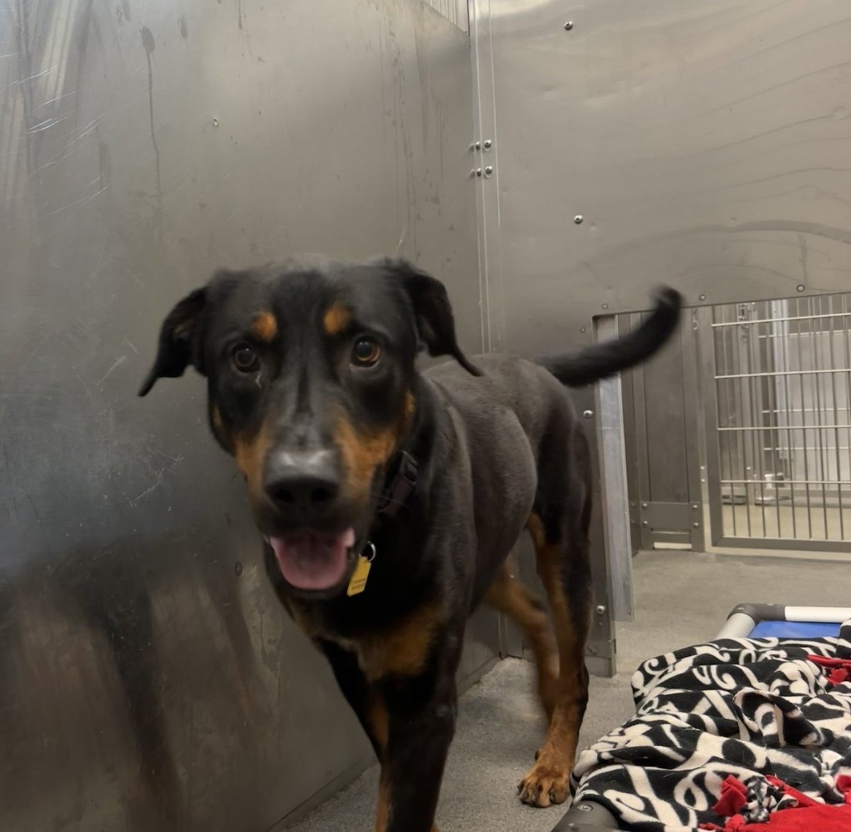 🆘🐶TBK 4/29 #DallasTX Champ #A1203928 3 yrs Has issues with male dogs and mounts. Maybe an only pet preferred. OUT OF STATE/CANADA #AdoptMe Adopt DASAdopt@dallas.gov. Foster DASFoster@dallas.gov. Rescue DASRescue@dallas.gov.