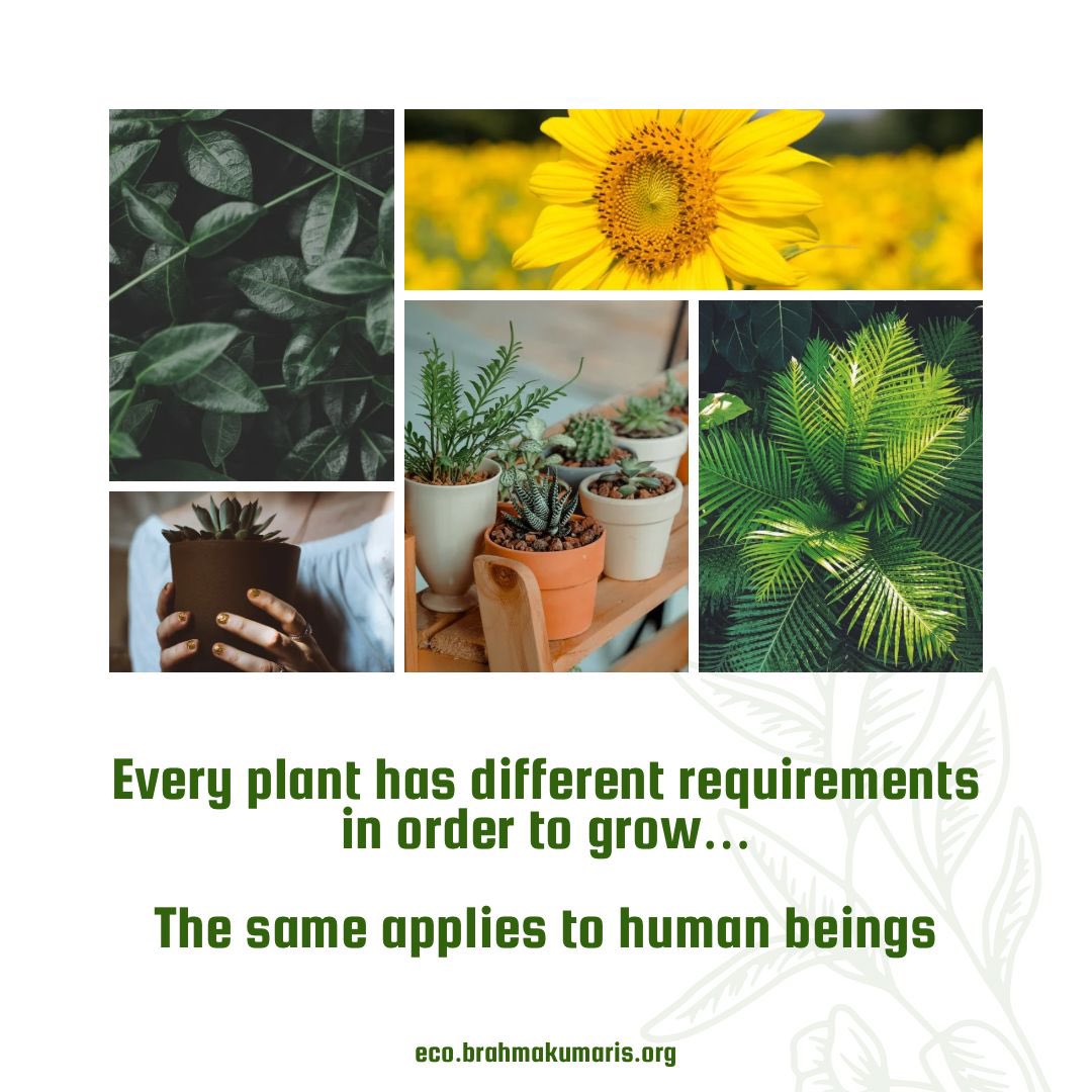 For growth, every plant has different requirements. The same applies to human beings. #ClimateAction #Spring #environment #ecobrahmakumaris