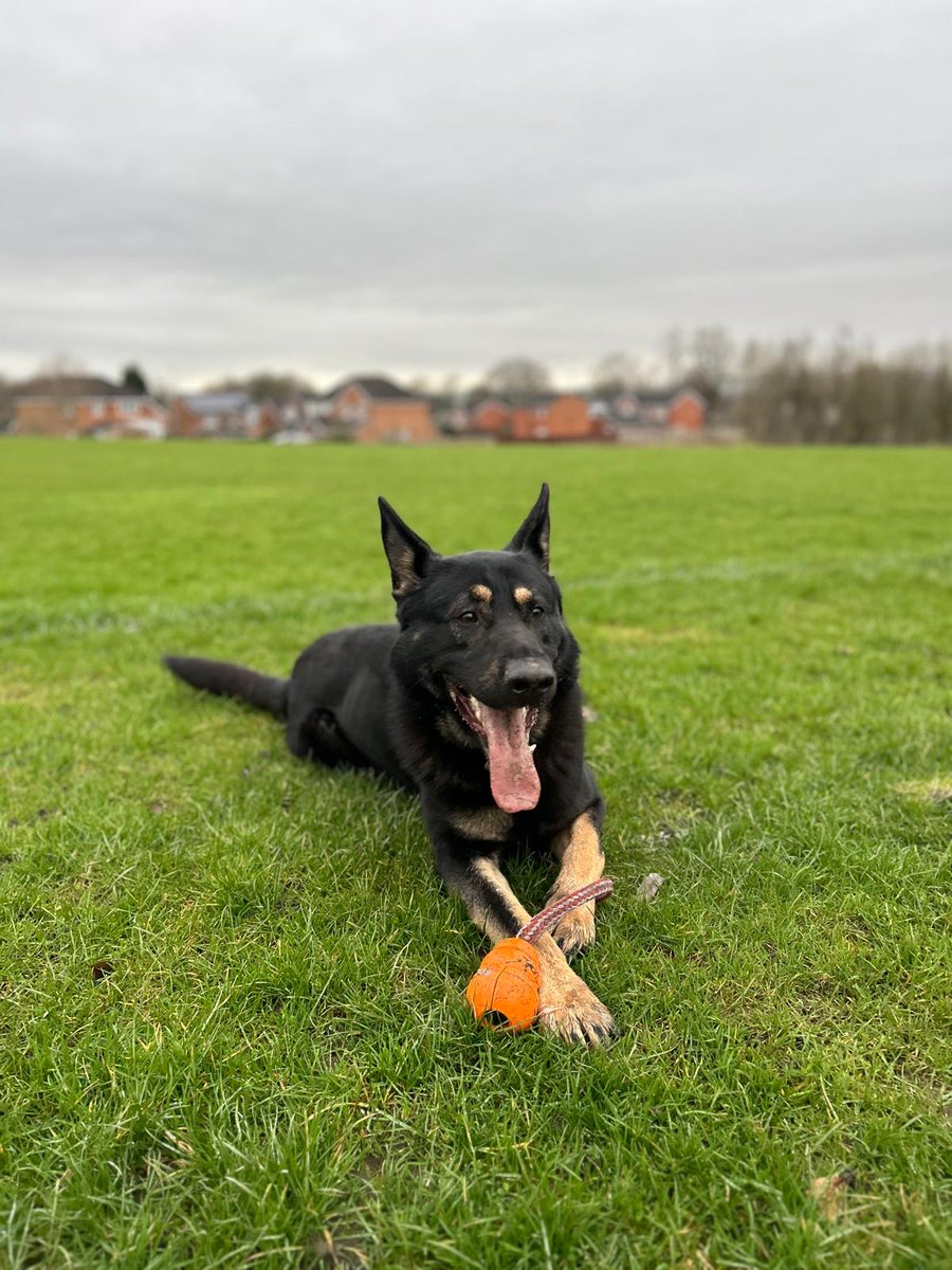 Fresh off his course PD Brian into action

3 suspects attempting to break into a property, the males  fled into fields.
Pd Brian picked up a track and with an excellent containment & 🚁  assistance, PD Brian tracked to 2 suspects - who were also wanted.
3rd detained by TVIU 🐾