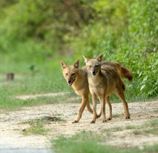 #KeoladeoNationalPark, #Bharatpur, #Rajasthan is not just a vast #birdsanctuary, it is home to lots of animals as well. #Foxes #Nature #wildlife #Mammals