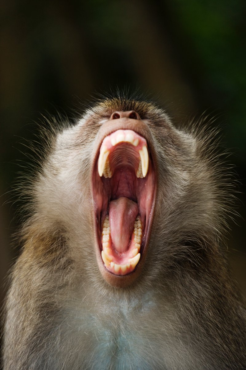 When you just can't beat those Monday morning yawns 🥱 📸: Martin Harvey #mood #macaque