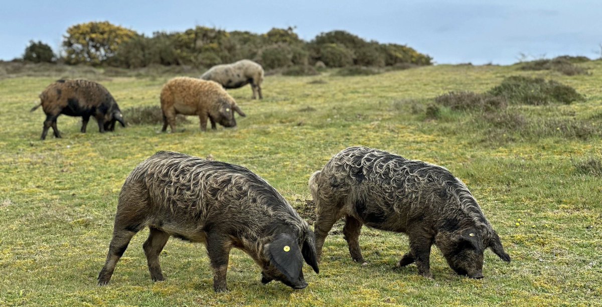 Plea not to treat Purbeck heathland pigs as pets  swanage.news/plea-not-to-tr…