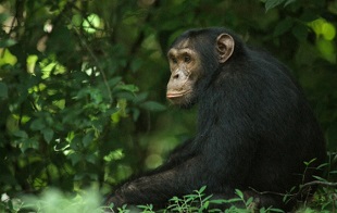 Kibale Park communities get Shs 1.7bn for chimpanzee conservation-wp.me/p7FLkS-1cWh-