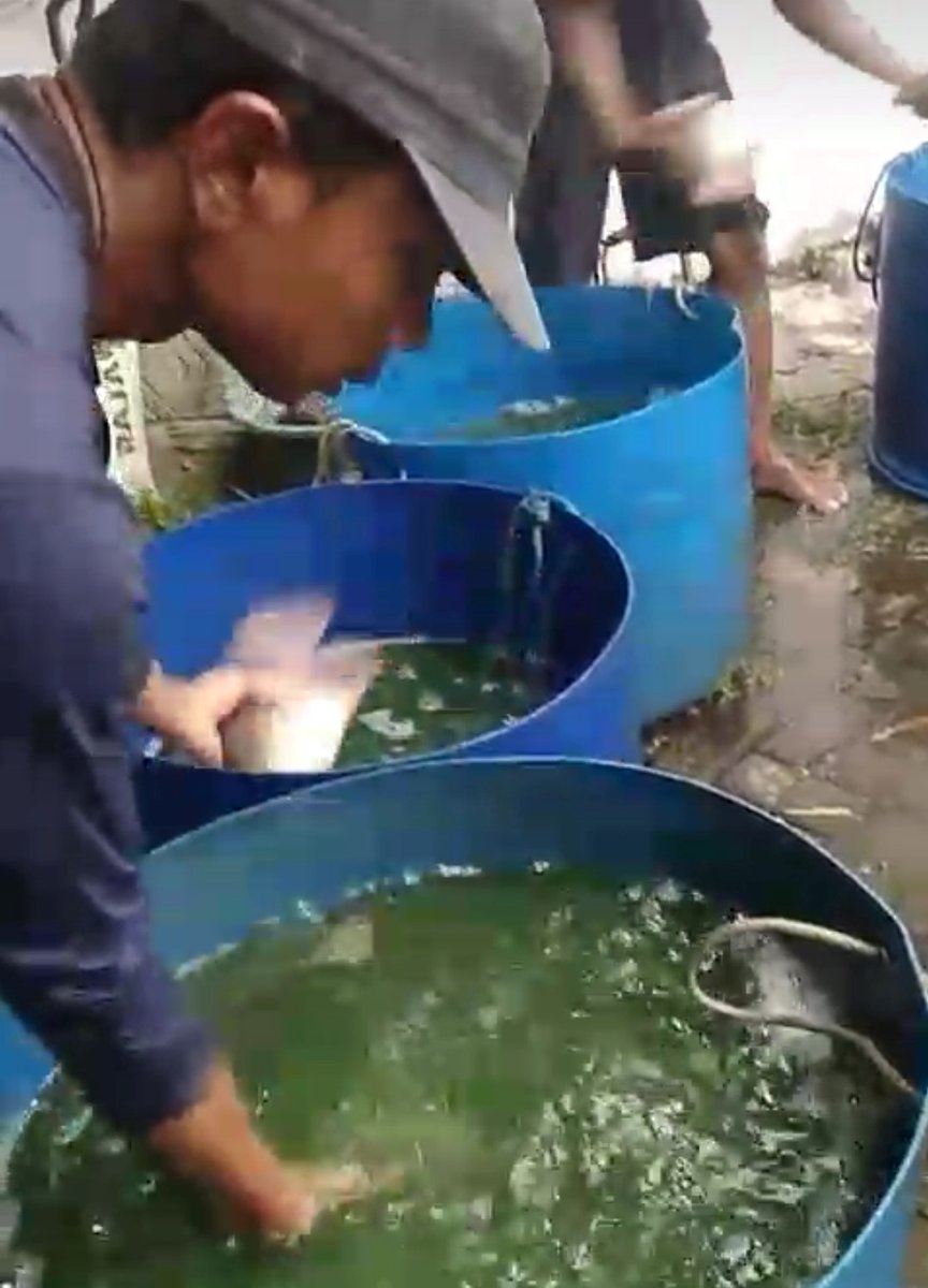 SusantoBambs's tweet photo. Rabu,17/4/24. Bambang Dwi S Luhkan Nganjuk mlaporkan pnen ikan gurami di Pokdakan Mina Jaya (Bp Suprapto) Ds Mabung Kec Baron, klm terpl sderhna, jmlh 444 kg, size 2-3 ekor/kg, hrg 27rb/kg
#GiatLuhkanSatminkalBWI
#Panen
#Nganjuk
@bppsdm_bp3bwi 
@puslatluhkp 
@bppsdm_kp https://t.co/aYP9ndYxTy