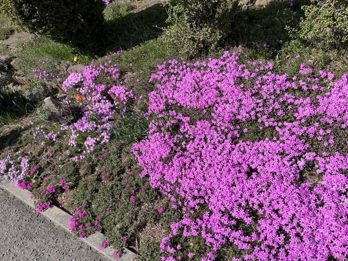 expression82's tweet photo. 北の大地にもこの季節がきました！我が家の桜も🌸 https://t.co/cilbi8IcNh
